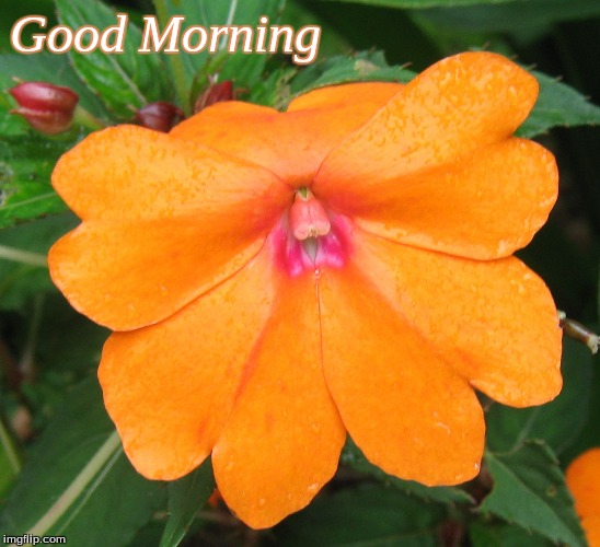 Good Morning | Good Morning | image tagged in memes,good morning,good morning flowers | made w/ Imgflip meme maker