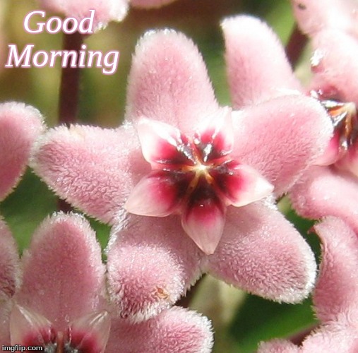 Good Morning | Good   
Morning | image tagged in memes,good morning,good morning flowers | made w/ Imgflip meme maker