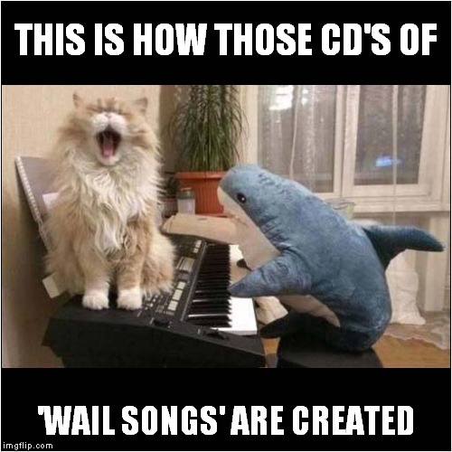 Creation of 'Wail Songs' | THIS IS HOW THOSE CD'S OF; 'WAIL SONGS' ARE CREATED | image tagged in fun,cats,whales | made w/ Imgflip meme maker