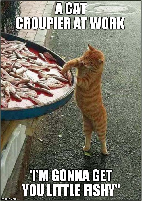 My Favourite Cat Fishing Image ! | A CAT CROUPIER AT WORK; 'I'M GONNA GET YOU LITTLE FISHY" | image tagged in cat,fishing | made w/ Imgflip meme maker