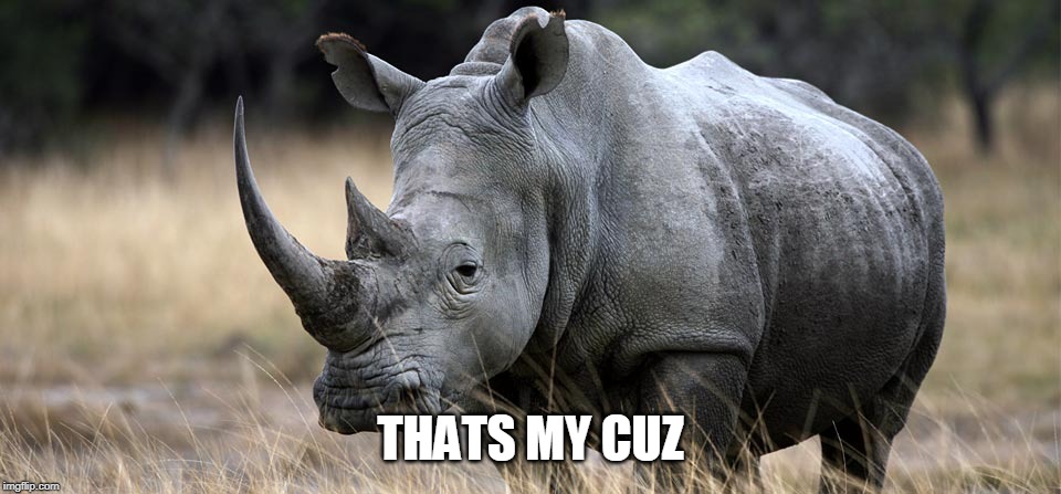 rhino | THATS MY CUZ | image tagged in rhino | made w/ Imgflip meme maker
