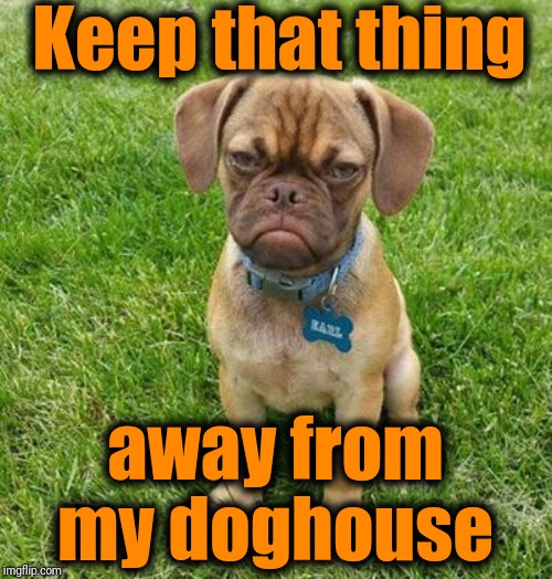 Grumpy Dog | Keep that thing away from my doghouse | image tagged in grumpy dog | made w/ Imgflip meme maker