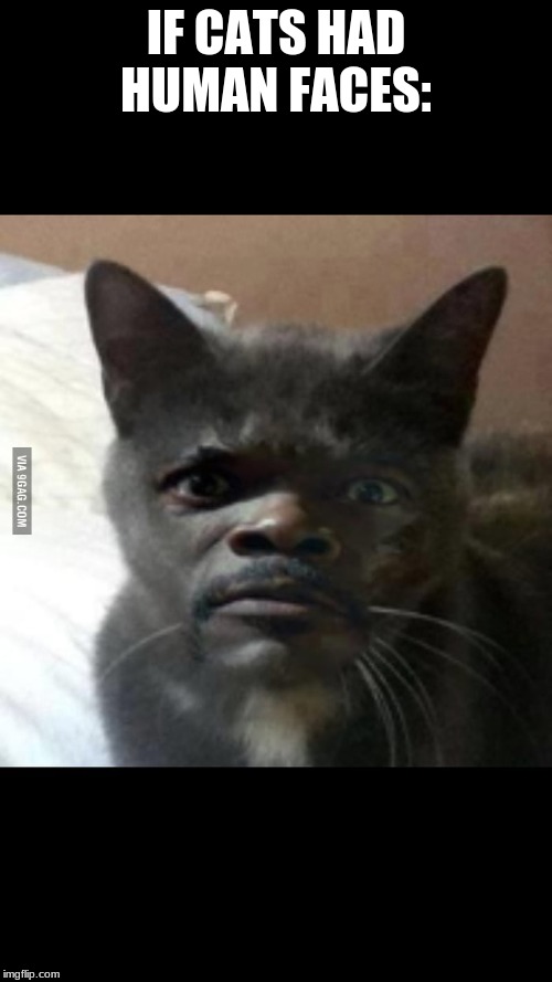 humancat | IF CATS HAD HUMAN FACES: | image tagged in humancat | made w/ Imgflip meme maker
