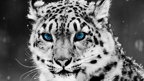 image tagged in photography,animals
