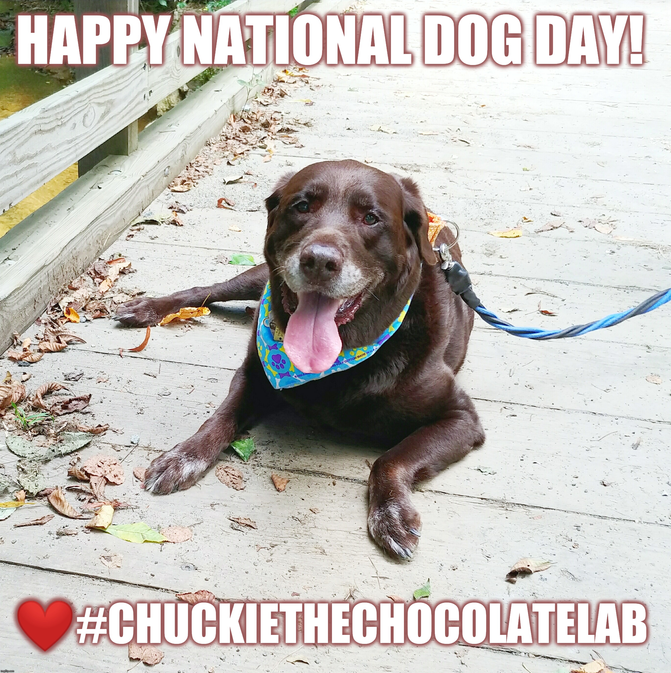 Happy National Dog Day |  HAPPY NATIONAL DOG DAY! ❤️#CHUCKIETHECHOCOLATELAB | image tagged in chuckie the chocolate lab,national dog day,dogs,memes,cute animals,labrador retriever | made w/ Imgflip meme maker