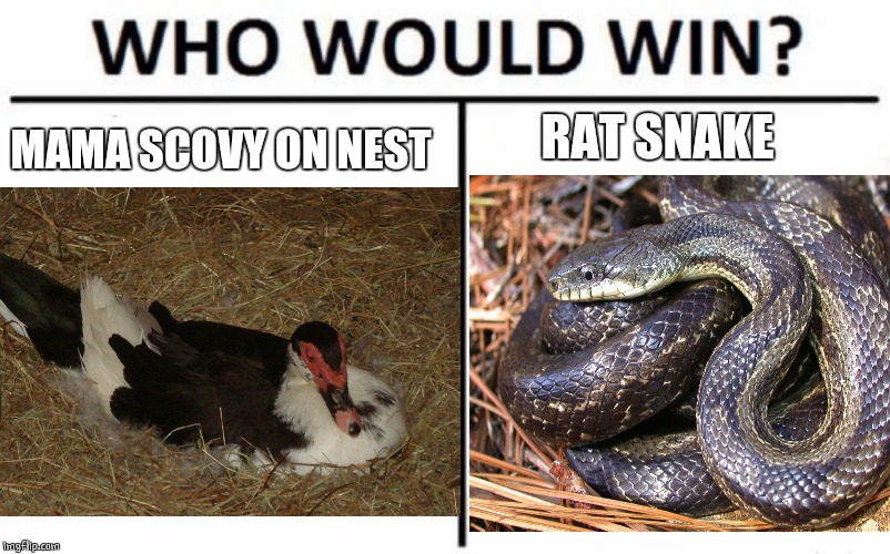 SNAKE VS DUCK | RAT SNAKE; MAMA SCOVY ON NEST | image tagged in ducks,muscovy,duck,snake,who would win | made w/ Imgflip meme maker