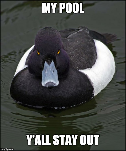 Angry duck | MY POOL Y'ALL STAY OUT | image tagged in angry duck | made w/ Imgflip meme maker