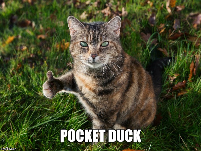 THUMBS UP CAT | POCKET DUCK | image tagged in thumbs up cat | made w/ Imgflip meme maker