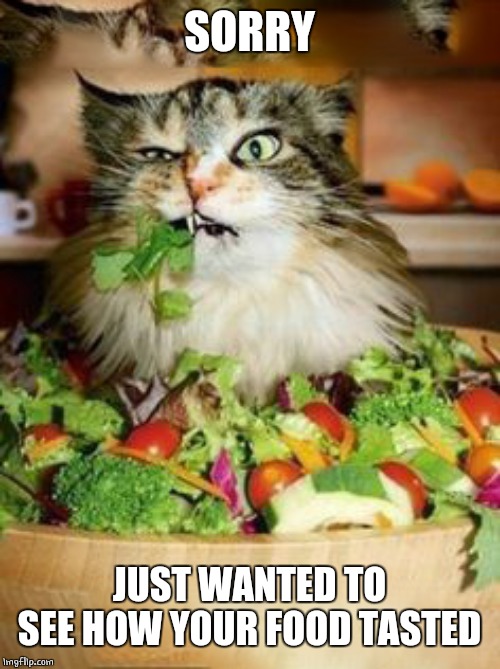 salad-cat | SORRY JUST WANTED TO SEE HOW YOUR FOOD TASTED | image tagged in salad-cat | made w/ Imgflip meme maker