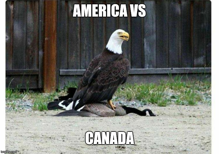 U.S.A. | AMERICA VS; CANADA | image tagged in america,vs,canada,bald eagle,goose | made w/ Imgflip meme maker