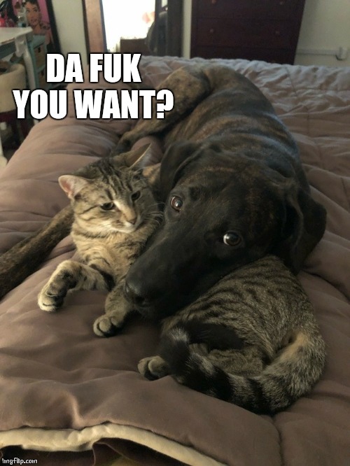 JUST WANNA SNUGGLE | DA FUK YOU WANT? | image tagged in cats,doge | made w/ Imgflip meme maker