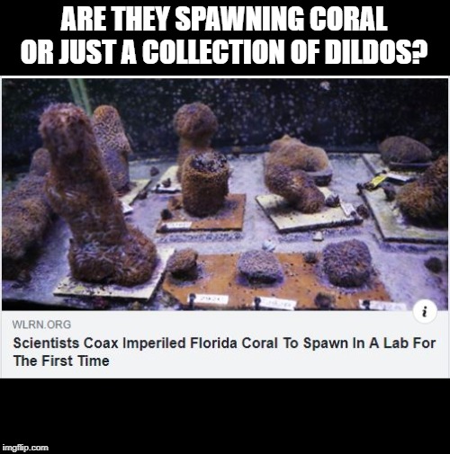 Really? "Coral" huh? | ARE THEY SPAWNING CORAL OR JUST A COLLECTION OF DILDOS? | image tagged in dildos | made w/ Imgflip meme maker