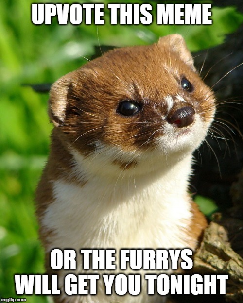 Weasel | UPVOTE THIS MEME; OR THE FURRYS WILL GET YOU TONIGHT | image tagged in weasel | made w/ Imgflip meme maker
