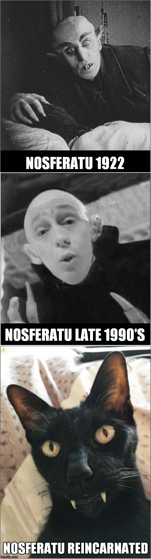 Nosferatu Reincarnated | NOSFERATU 1922; NOSFERATU LATE 1990'S; NOSFERATU REINCARNATED | image tagged in fun,cats,nosferatu | made w/ Imgflip meme maker