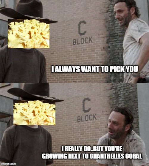 Coral | I ALWAYS WANT TO PICK YOU; I REALLY DO..BUT YOU'RE GROWING NEXT TO CHANTRELLES CORAL | image tagged in memes,rick and carl | made w/ Imgflip meme maker