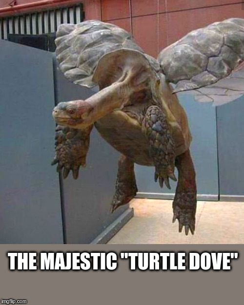 Turtle Dove | THE MAJESTIC "TURTLE DOVE" | image tagged in turtle dove,turtle,dove,majestic,funny meme,funny animals | made w/ Imgflip meme maker