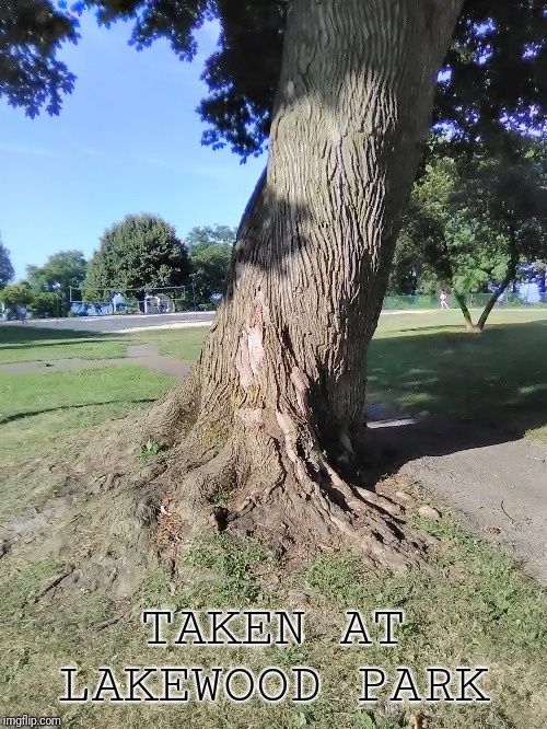 Tree at lakewood park, to get my stream rolling. | TAKEN AT LAKEWOOD PARK | image tagged in art,memes,nature,tree,beauty,park | made w/ Imgflip meme maker