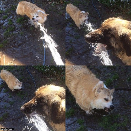 Dogs need water. | image tagged in dogs,water,angry dog,cute dog,drink | made w/ Imgflip meme maker