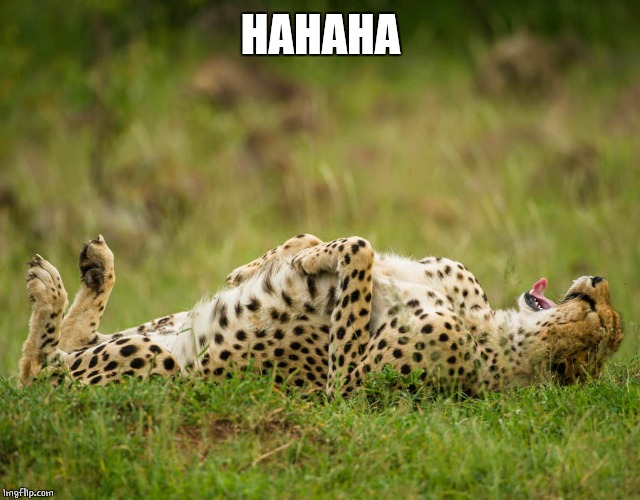 LAUGHING HARD LEOPARD | HAHAHA | image tagged in laughing hard leopard | made w/ Imgflip meme maker