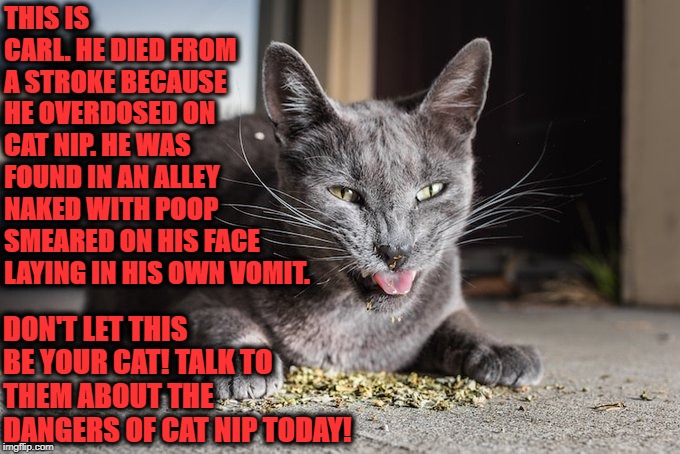 OVERDOSE | THIS IS CARL. HE DIED FROM A STROKE BECAUSE HE OVERDOSED ON CAT NIP. HE WAS FOUND IN AN ALLEY NAKED WITH POOP SMEARED ON HIS FACE LAYING IN HIS OWN VOMIT. DON'T LET THIS BE YOUR CAT! TALK TO THEM ABOUT THE DANGERS OF CAT NIP TODAY! | image tagged in overdose | made w/ Imgflip meme maker