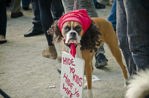 image tagged in funny,dogs,internet