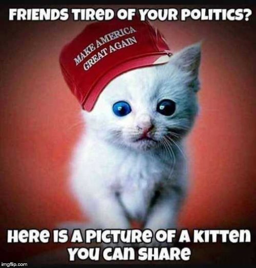 Sharing this cute kitten | image tagged in political meme | made w/ Imgflip meme maker