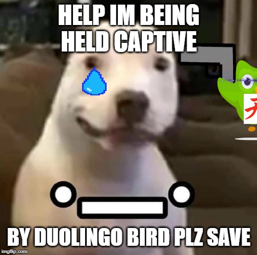 Help poor Doggo | HELP IM BEING HELD CAPTIVE; BY DUOLINGO BIRD PLZ SAVE | image tagged in duolingo bird,doggo | made w/ Imgflip meme maker