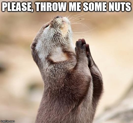 animal praying | PLEASE, THROW ME SOME NUTS | image tagged in animal praying | made w/ Imgflip meme maker