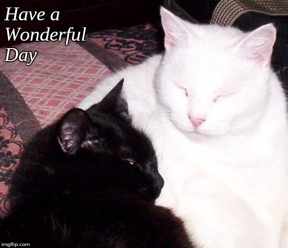 Have a wonderful day | Have a 
Wonderful
Day | image tagged in memes,cats,have a wonderful day | made w/ Imgflip meme maker