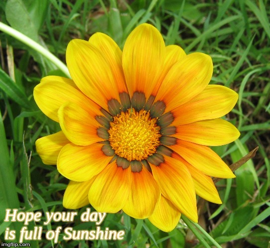 Hope your day is full of Sunshine | Hope your day is full of Sunshine | image tagged in memes,hope your day is full of sunshine,flowers | made w/ Imgflip meme maker