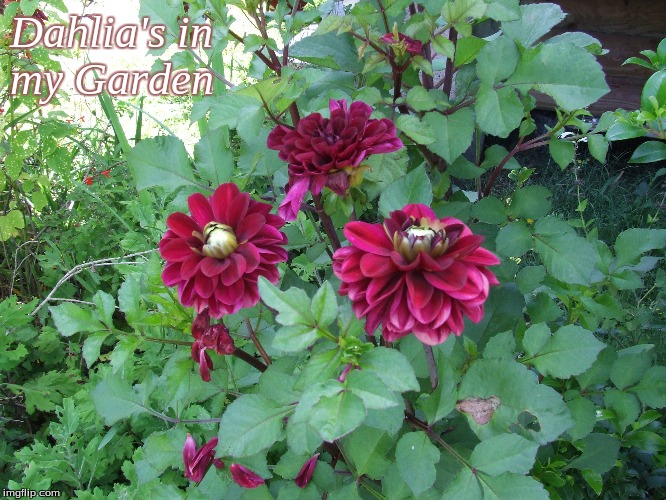 Dahlia's in my Garden | Dahlia's in 
my Garden | image tagged in memes,flowers,garden,dahlia's | made w/ Imgflip meme maker