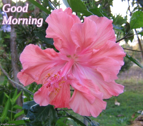 Good Morning | Good
Morning | image tagged in memes,good morning,good morning flowers | made w/ Imgflip meme maker