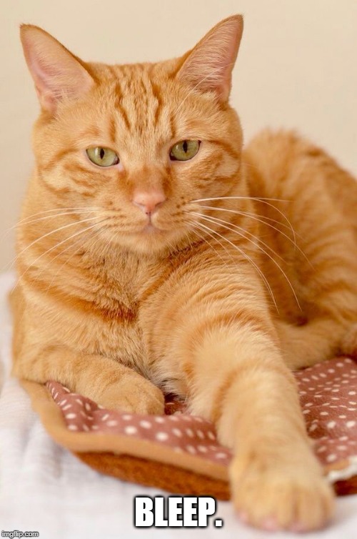 Orange Cat | BLEEP. | image tagged in orange cat | made w/ Imgflip meme maker