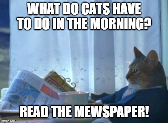 mewspaper! | WHAT DO CATS HAVE TO DO IN THE MORNING? READ THE MEWSPAPER! | image tagged in cat | made w/ Imgflip meme maker