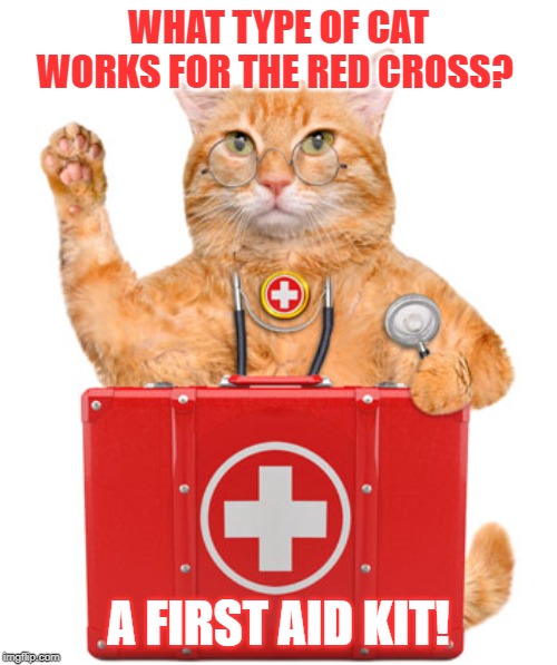 A first aid kit | WHAT TYPE OF CAT WORKS FOR THE RED CROSS? A FIRST AID KIT! | image tagged in cat | made w/ Imgflip meme maker