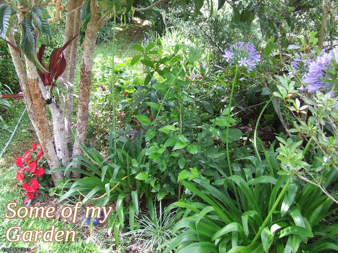 Some of my Garden | Some of my
Garden | image tagged in memes,my garden | made w/ Imgflip meme maker