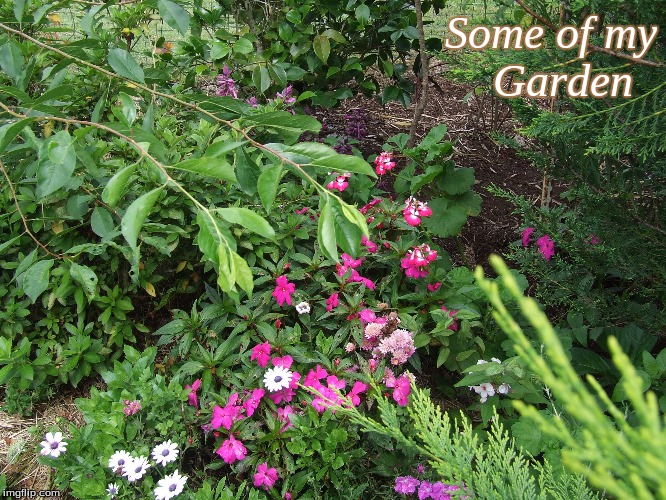 Some of my Garden | Some of my
Garden | image tagged in memes,my garden | made w/ Imgflip meme maker