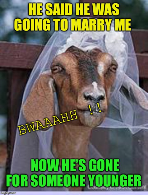 muslim goat | HE SAID HE WAS GOING TO MARRY ME NOW HE’S GONE FOR SOMEONE YOUNGER BWAAAHH !! | image tagged in muslim goat | made w/ Imgflip meme maker