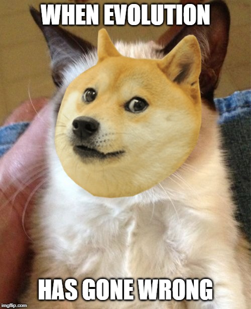 Doge cat | WHEN EVOLUTION; HAS GONE WRONG | image tagged in grumpy cat,doge,cats | made w/ Imgflip meme maker