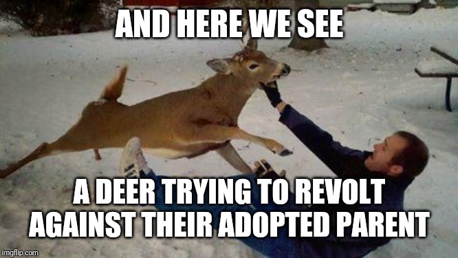 Deer of failure | AND HERE WE SEE A DEER TRYING TO REVOLT AGAINST THEIR ADOPTED PARENT | image tagged in deer of failure | made w/ Imgflip meme maker