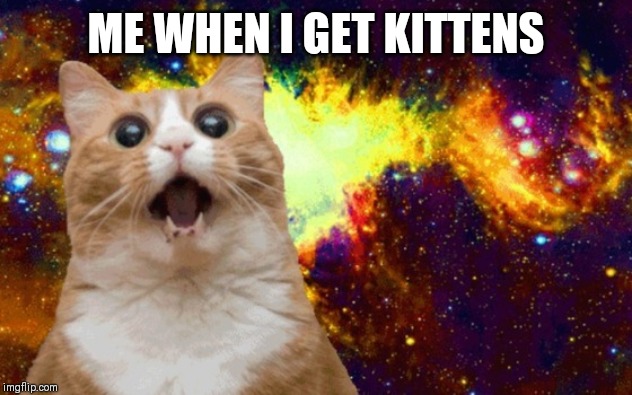 Mind Blown cat | ME WHEN I GET KITTENS | image tagged in mind blown cat | made w/ Imgflip meme maker
