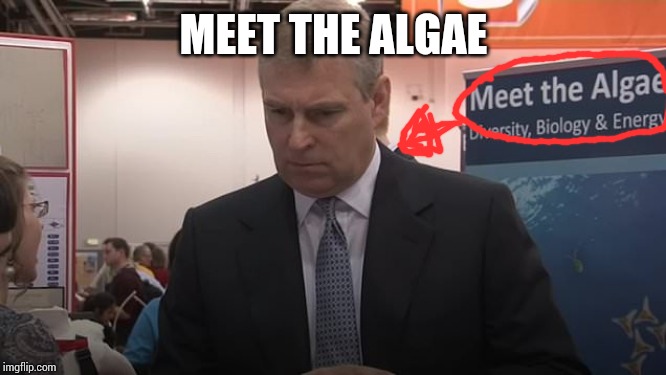 Meet the Algae | MEET THE ALGAE | image tagged in princeandrew,lolitaexpress,pedophile | made w/ Imgflip meme maker