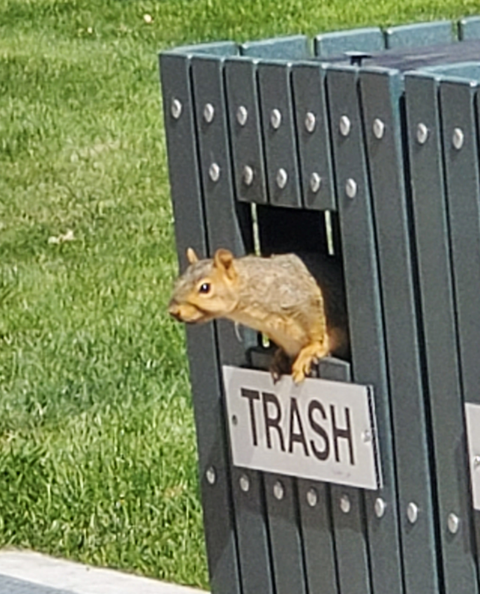 High Quality Squirrel in trash can Blank Meme Template