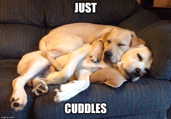 Couch cuddle | JUST CUDDLES | image tagged in couch cuddle | made w/ Imgflip meme maker