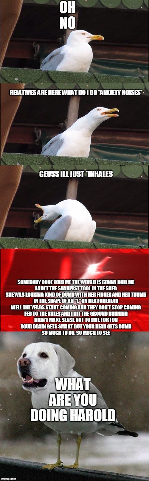 OH NO; RELATIVES ARE HERE WHAT DO I DO *ANXIETY NOISES*; GEUSS ILL JUST *INHALES; SOMEBODY ONCE TOLD ME THE WORLD IS GONNA ROLL ME
I AIN'T THE SHARPEST TOOL IN THE SHED
SHE WAS LOOKING KIND OF DUMB WITH HER FINGER AND HER THUMB
IN THE SHAPE OF AN "L" ON HER FOREHEAD
WELL THE YEARS START COMING AND THEY DON'T STOP COMING
FED TO THE RULES AND I HIT THE GROUND RUNNING
DIDN'T MAKE SENSE NOT TO LIVE FOR FUN
YOUR BRAIN GETS SMART BUT YOUR HEAD GETS DUMB
SO MUCH TO DO, SO MUCH TO SEE; WHAT ARE YOU DOING HAROLD | image tagged in memes,inhaling seagull | made w/ Imgflip meme maker