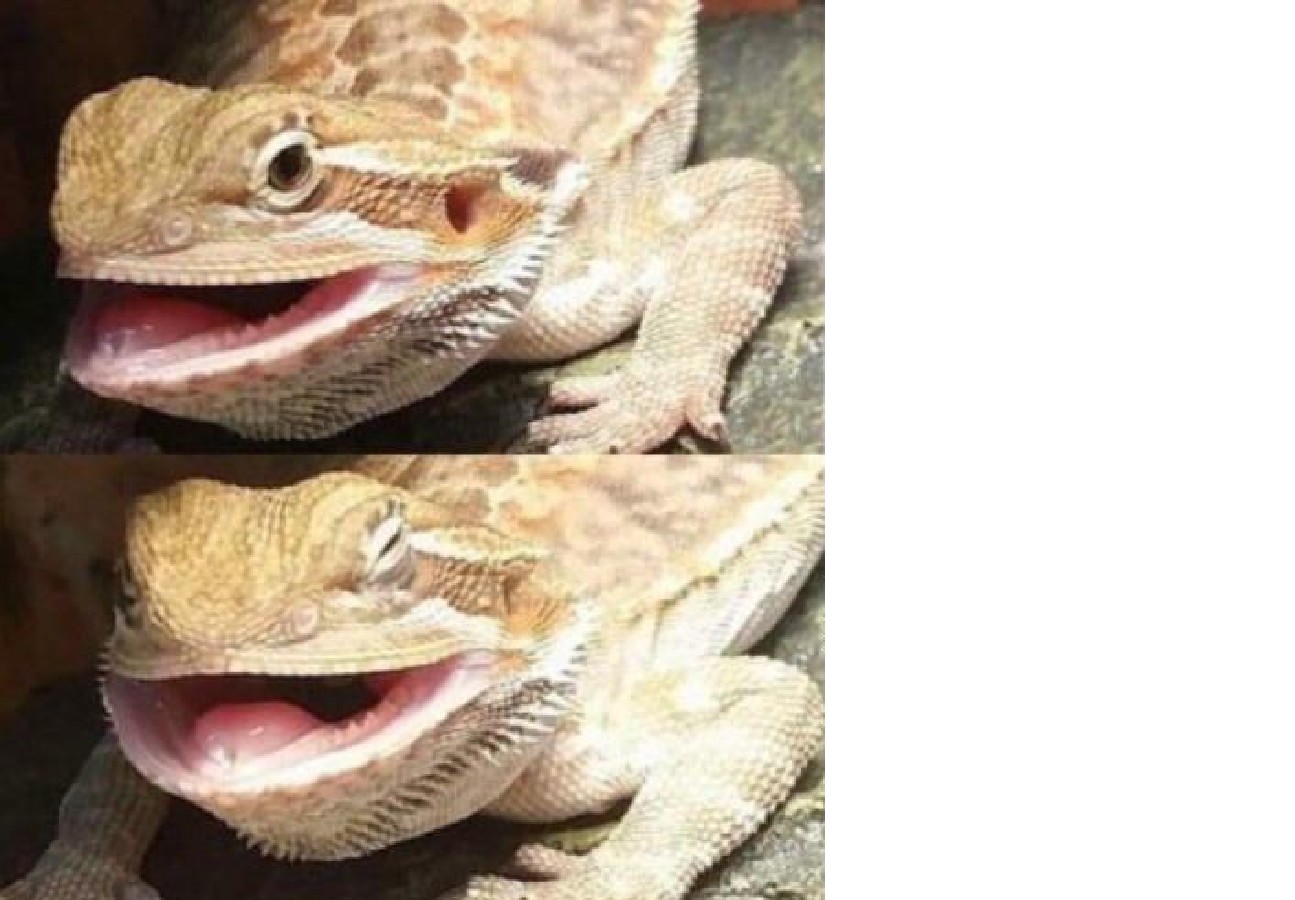 High Quality Butter the Bearded Dragon Blank Meme Template