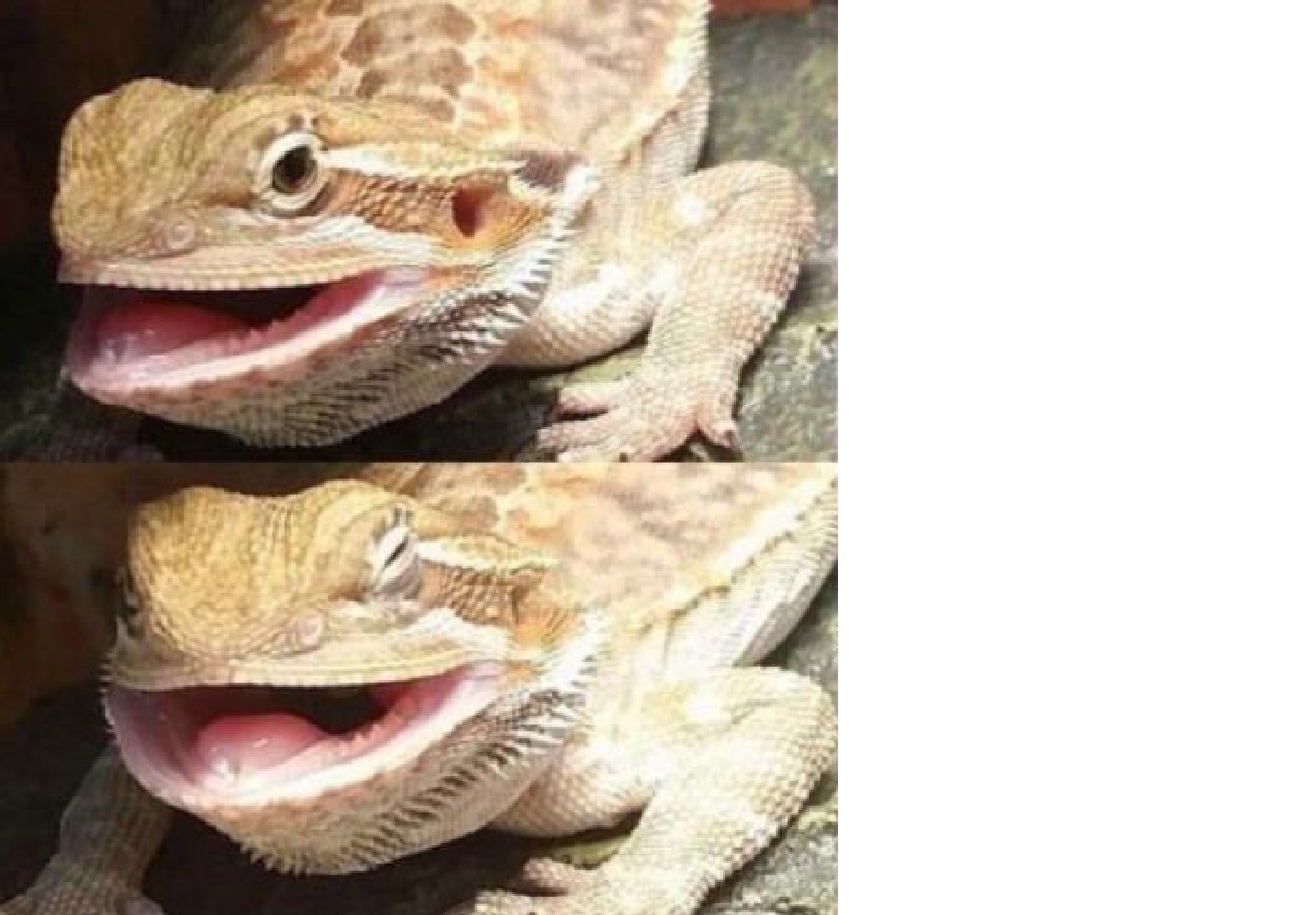 Butter the Bearded Dragon Blank Meme Template