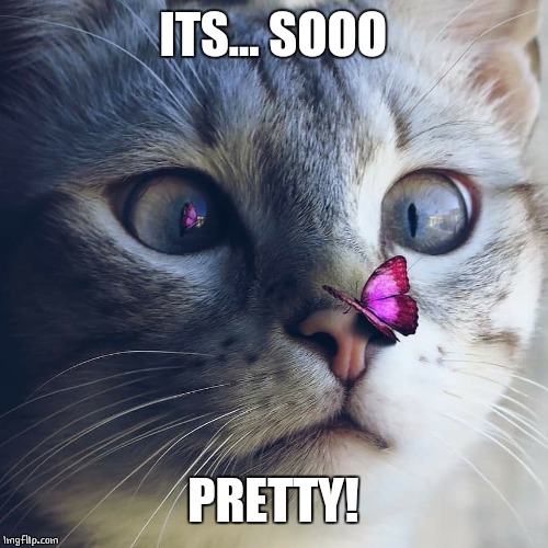 ITS... SOOO; PRETTY! | image tagged in cats,cat,butterfly | made w/ Imgflip meme maker