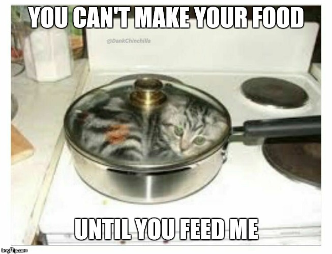 FEED ME | YOU CAN'T MAKE YOUR FOOD; UNTIL YOU FEED ME | image tagged in cats,cat | made w/ Imgflip meme maker