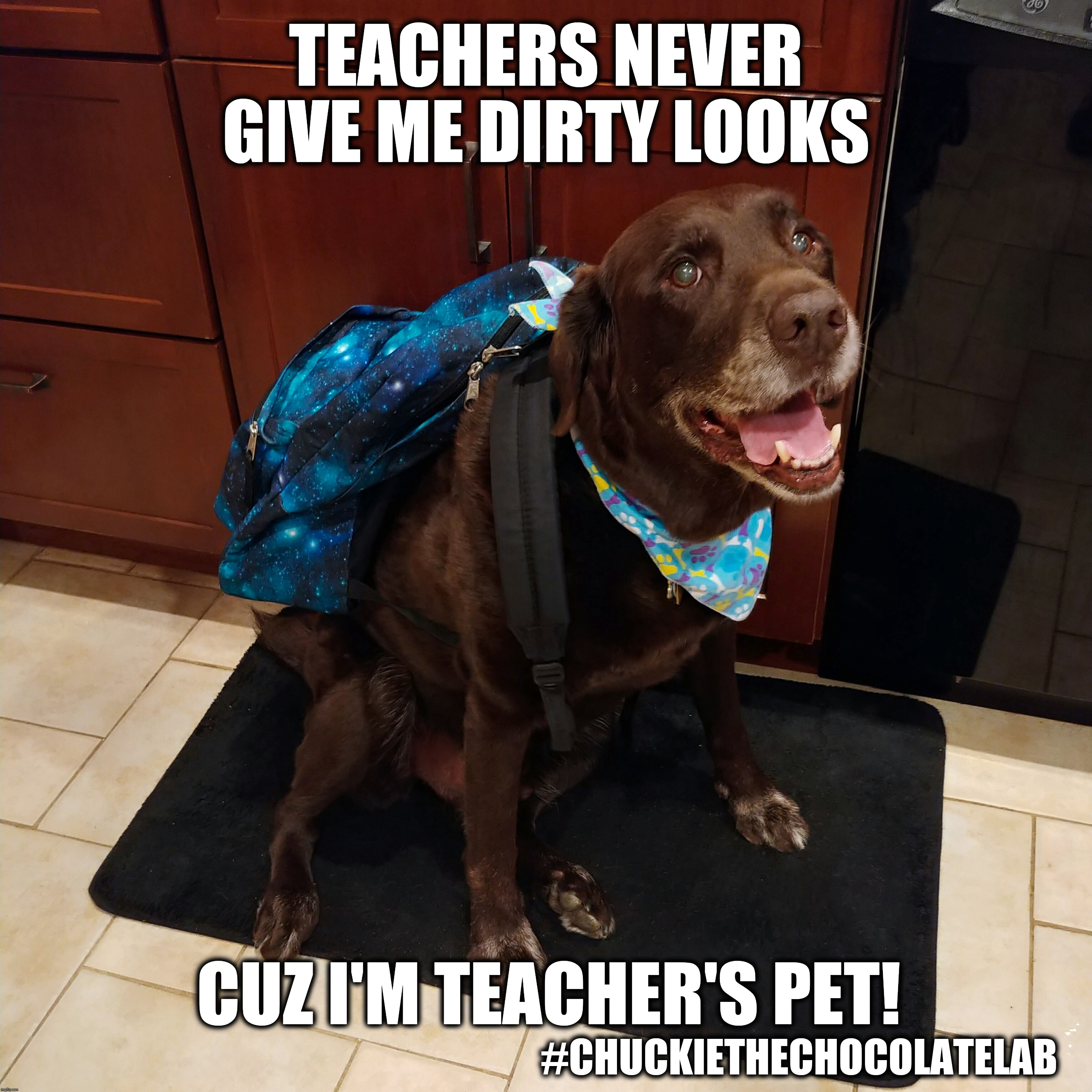 Teacher's pet | TEACHERS NEVER GIVE ME DIRTY LOOKS; CUZ I'M TEACHER'S PET! #CHUCKIETHECHOCOLATELAB | image tagged in chuckie the chocolate lab,dogs,back to school,first day of school,funny,cute | made w/ Imgflip meme maker